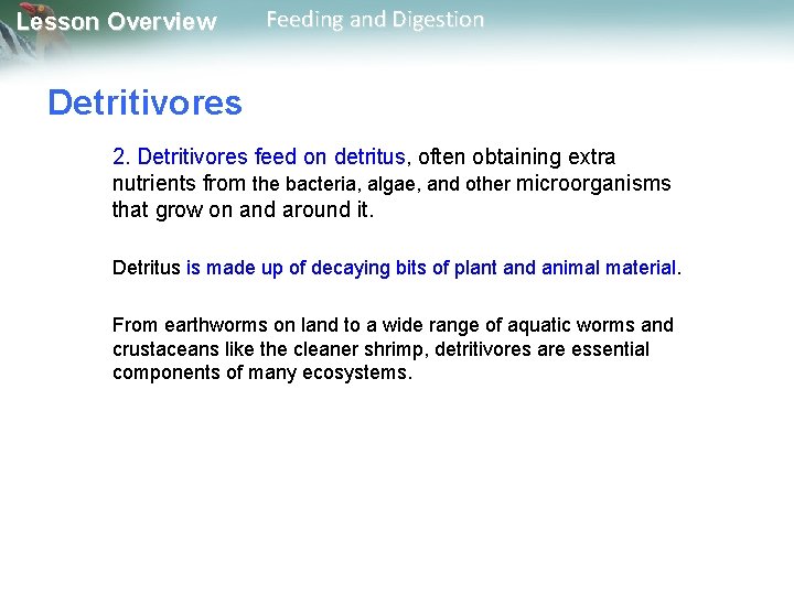 Lesson Overview Feeding and Digestion Detritivores 2. Detritivores feed on detritus, often obtaining extra