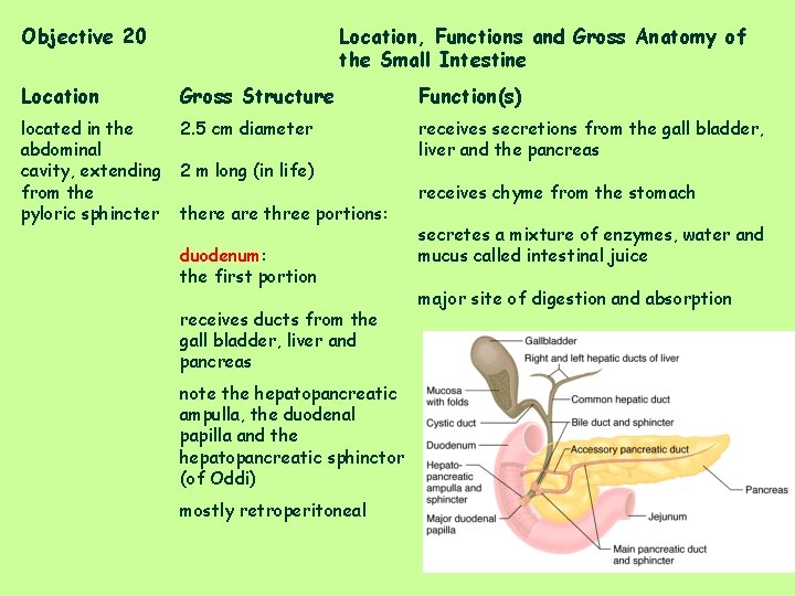 Objective 20 Location, Functions and Gross Anatomy of the Small Intestine Location Gross Structure