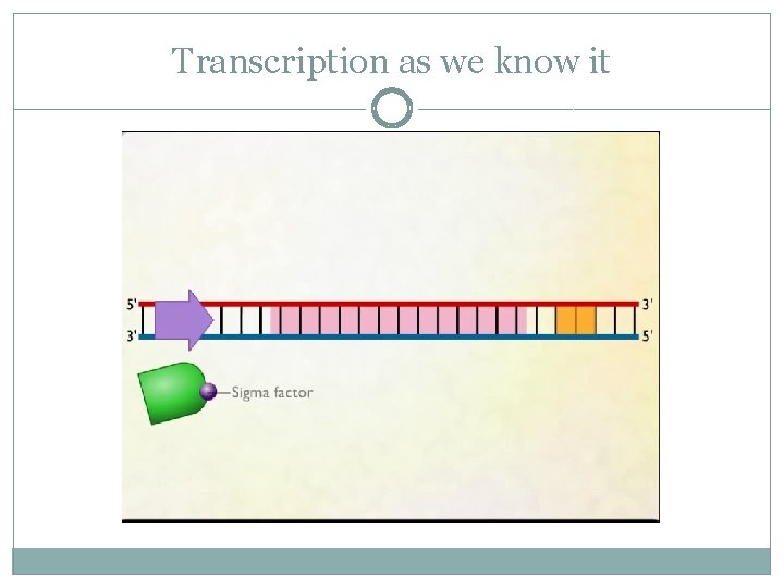 Transcription as we know it 