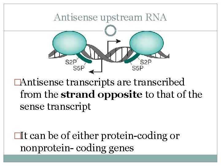 Antisense upstream RNA �Antisense transcripts are transcribed from the strand opposite to that of