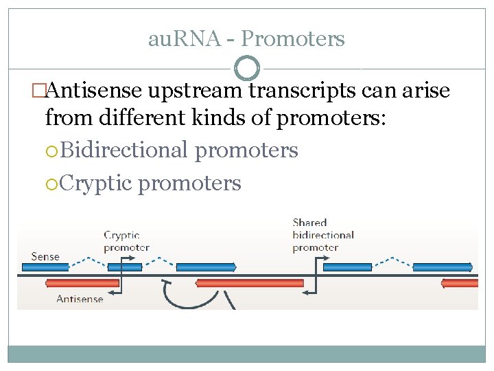 au. RNA - Promoters �Antisense upstream transcripts can arise from different kinds of promoters: