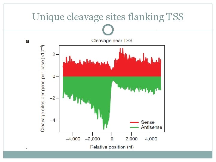 Unique cleavage sites flanking TSS 