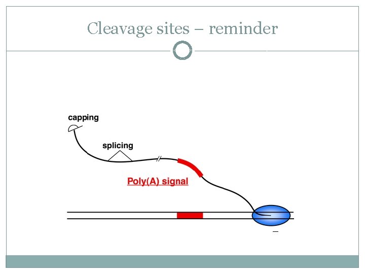 Cleavage sites – reminder 