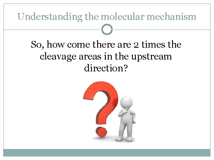 Understanding the molecular mechanism So, how come there are 2 times the cleavage areas