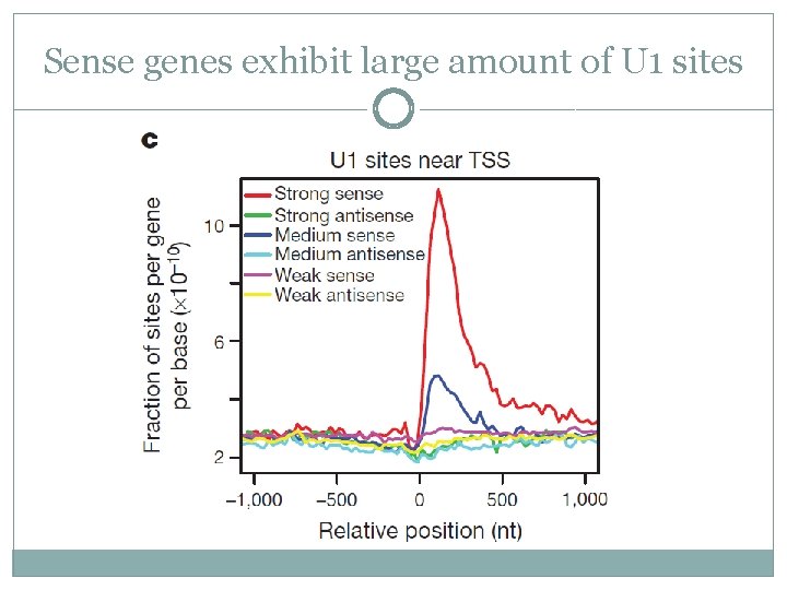 Sense genes exhibit large amount of U 1 sites 