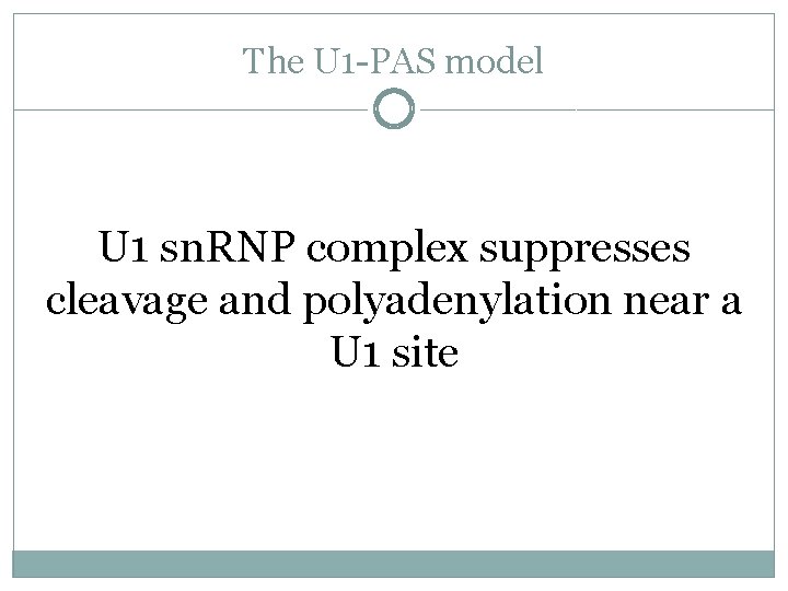 The U 1 -PAS model U 1 sn. RNP complex suppresses cleavage and polyadenylation