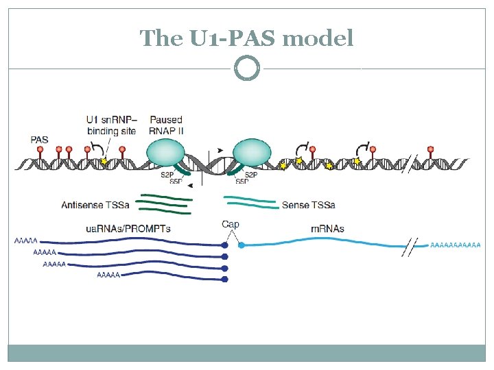 The U 1 -PAS model 