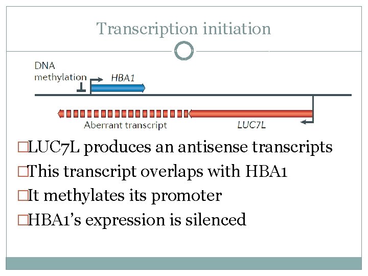 Transcription initiation �LUC 7 L produces an antisense transcripts �This transcript overlaps with HBA