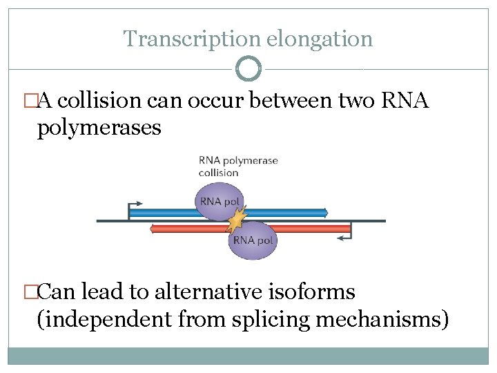 Transcription elongation �A collision can occur between two RNA polymerases �Can lead to alternative