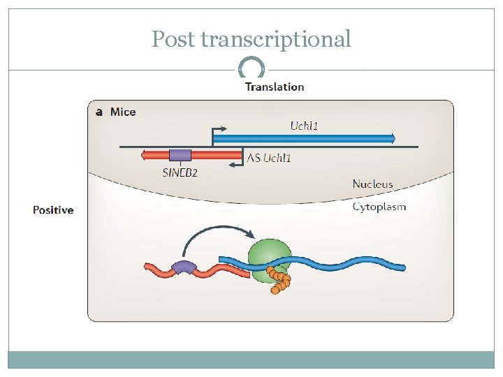 Post transcriptional 