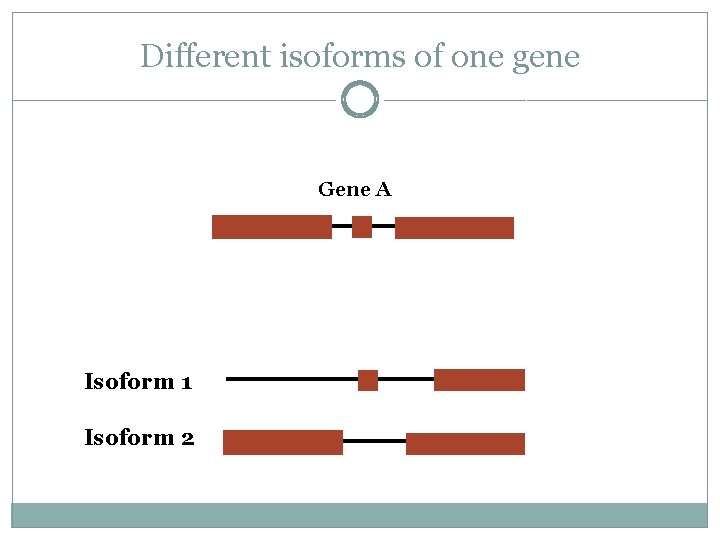 Different isoforms of one gene Gene A Isoform 1 Isoform 2 