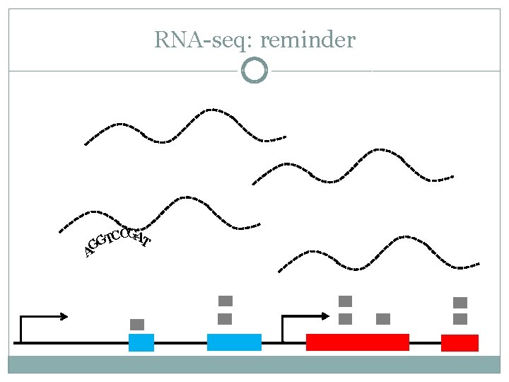 RNA-seq: reminder CCGAT T G AG 