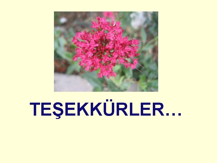 TEŞEKKÜRLER… 