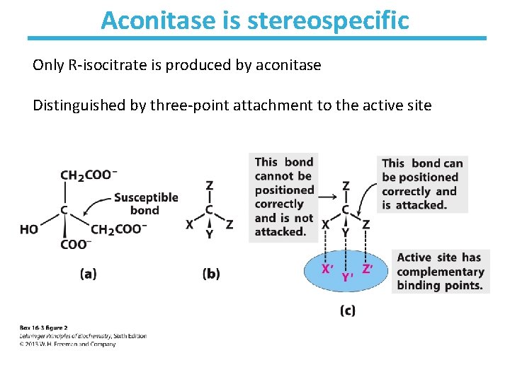 Aconitase is stereospecific Only R-isocitrate is produced by aconitase Distinguished by three-point attachment to