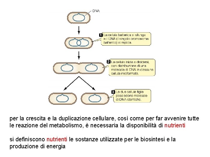 per la crescita e la duplicazione cellulare, così come per far avvenire tutte le