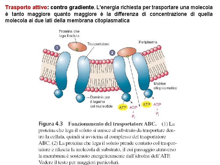 Trasporto attivo: contro gradiente. L'energia richiesta per trasportare una molecola è tanto maggiore quanto