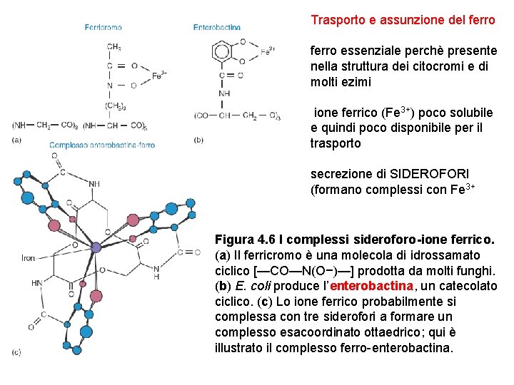 Trasporto e assunzione del ferro essenziale perchè presente nella struttura dei citocromi e di