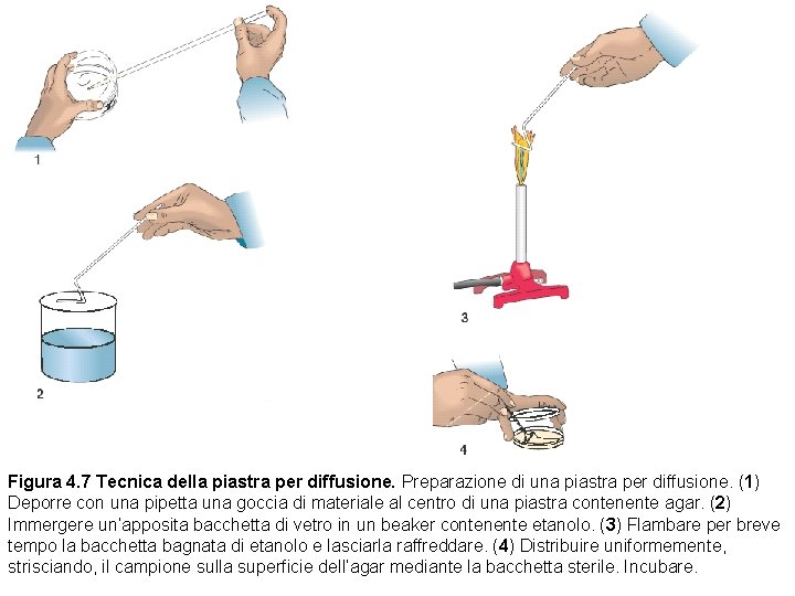 Figura 4. 7 Tecnica della piastra per diffusione. Preparazione di una piastra per diffusione.