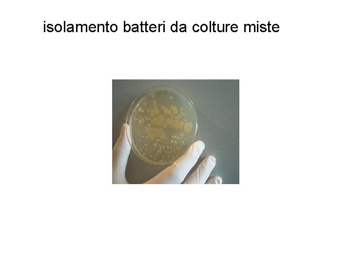 isolamento batteri da colture miste 