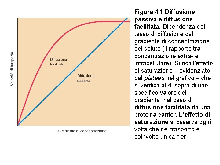 Figura 4. 1 Diffusione passiva e diffusione facilitata. Dipendenza del tasso di diffusione dal
