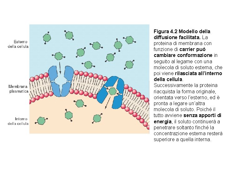 Figura 4. 2 Modello della diffusione facilitata. La proteina di membrana con funzione di