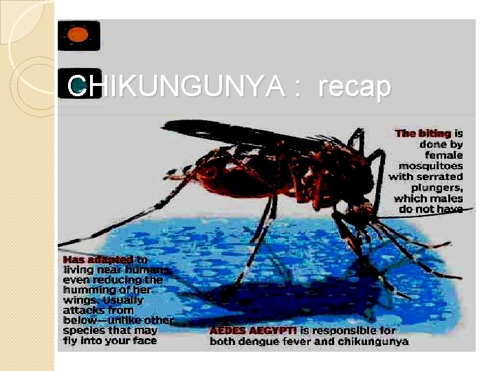 CHIKUNGUNYA : recap 