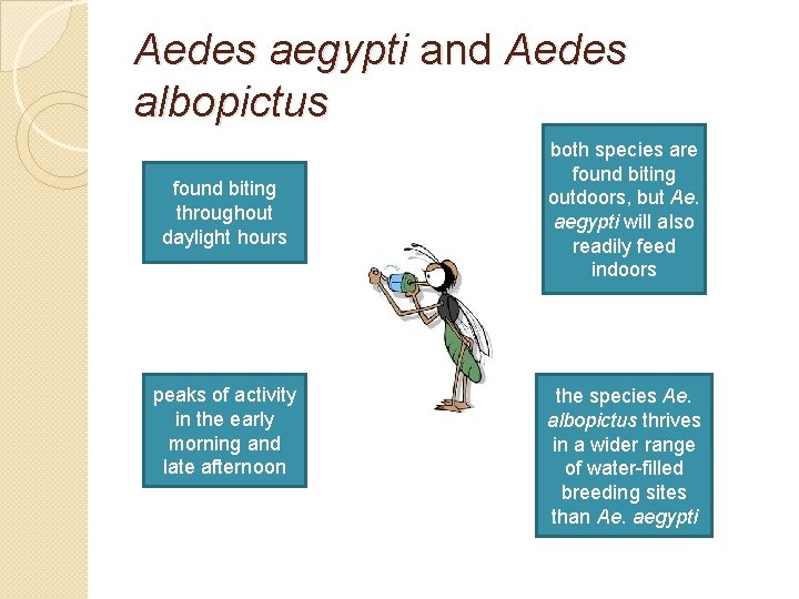 Aedes aegypti and Aedes albopictus found biting throughout daylight hours peaks of activity in