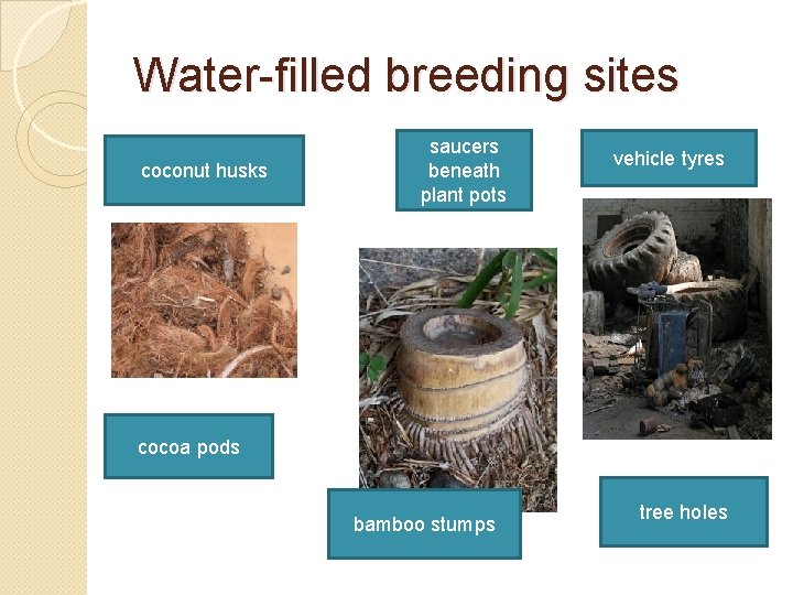 Water-filled breeding sites coconut husks saucers beneath plant pots vehicle tyres cocoa pods bamboo