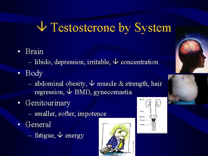  Testosterone by System • Brain – libido, depression, irritable, concentration • Body –