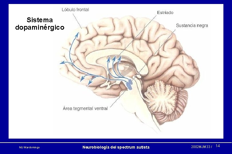 Sistema dopaminérgico MJ Mardomingo Neurobiología del spectrum autista 2002 MJM 33 / 14 