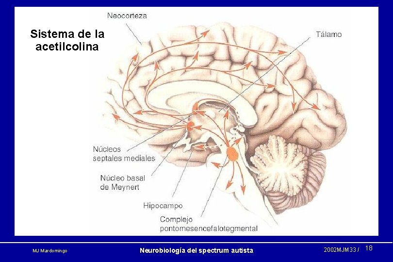Sistema de la acetilcolina MJ Mardomingo Neurobiología del spectrum autista 2002 MJM 33 /
