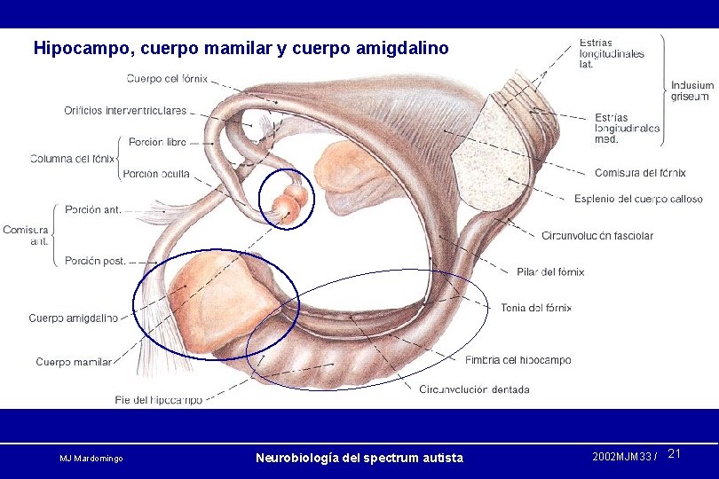 Hipocampo, cuerpo mamilar y cuerpo amigdalino MJ Mardomingo Neurobiología del spectrum autista 2002 MJM