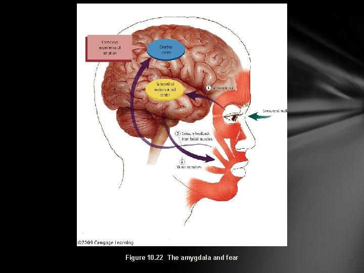 Figure 10. 22 The amygdala and fear 