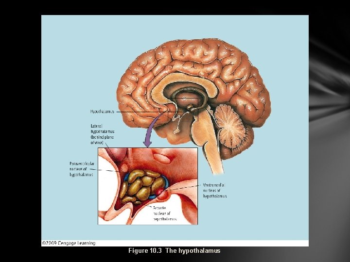 Figure 10. 3 The hypothalamus 