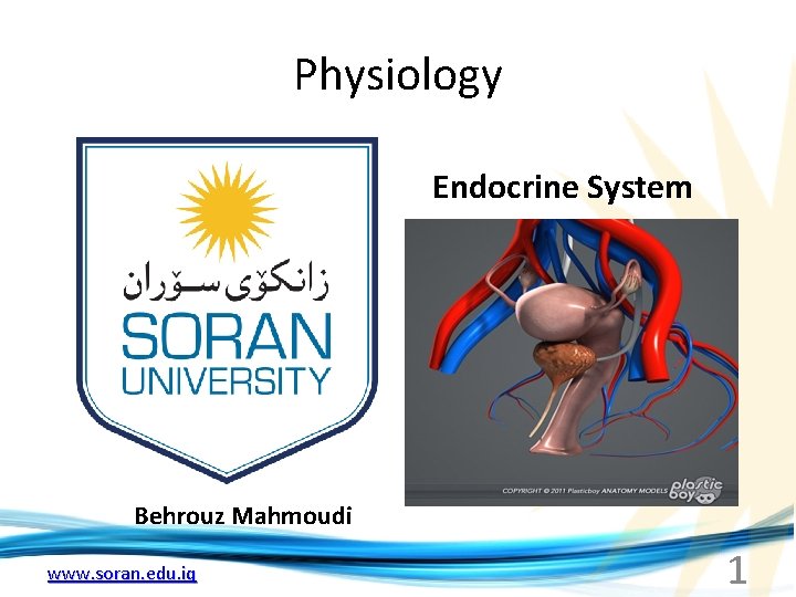 Physiology Endocrine System Behrouz Mahmoudi www. soran. edu. iq 1 
