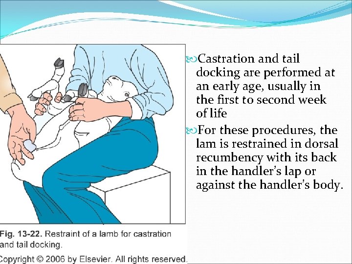  Castration and tail docking are performed at an early age, usually in the