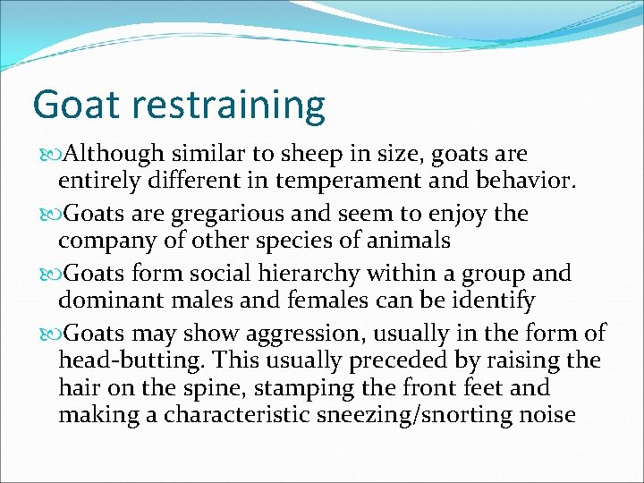 Goat restraining Although similar to sheep in size, goats are entirely different in temperament