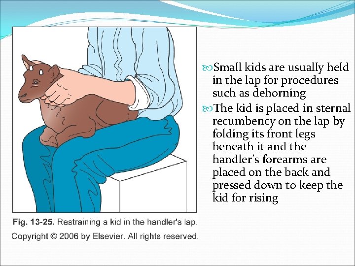  Small kids are usually held in the lap for procedures such as dehorning