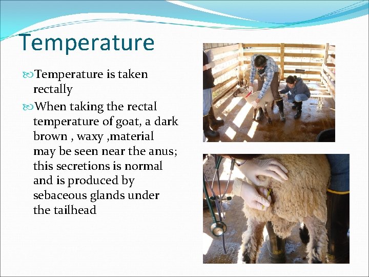 Temperature is taken rectally When taking the rectal temperature of goat, a dark brown