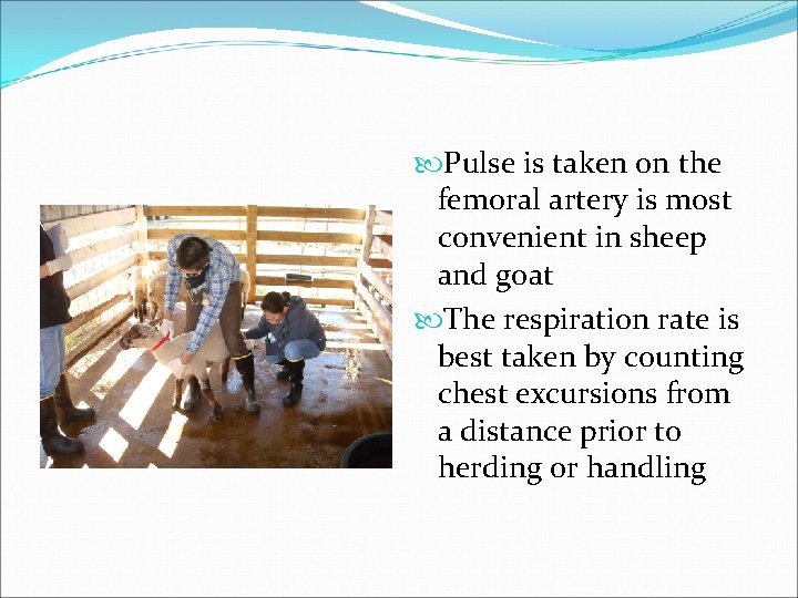  Pulse is taken on the femoral artery is most convenient in sheep and