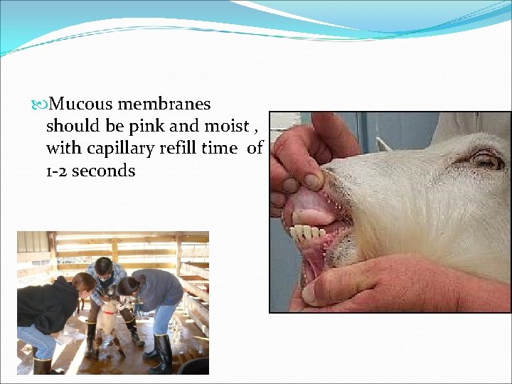  Mucous membranes should be pink and moist , with capillary refill time of