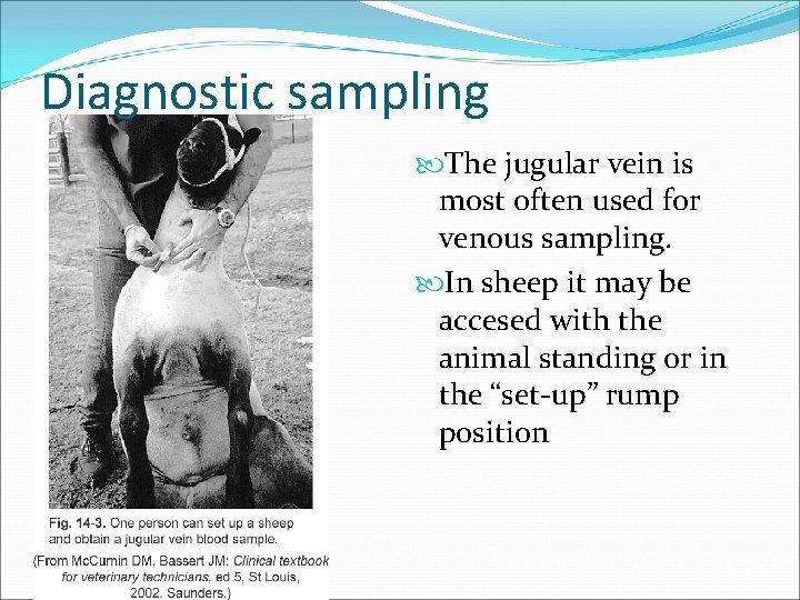Diagnostic sampling The jugular vein is most often used for venous sampling. In sheep