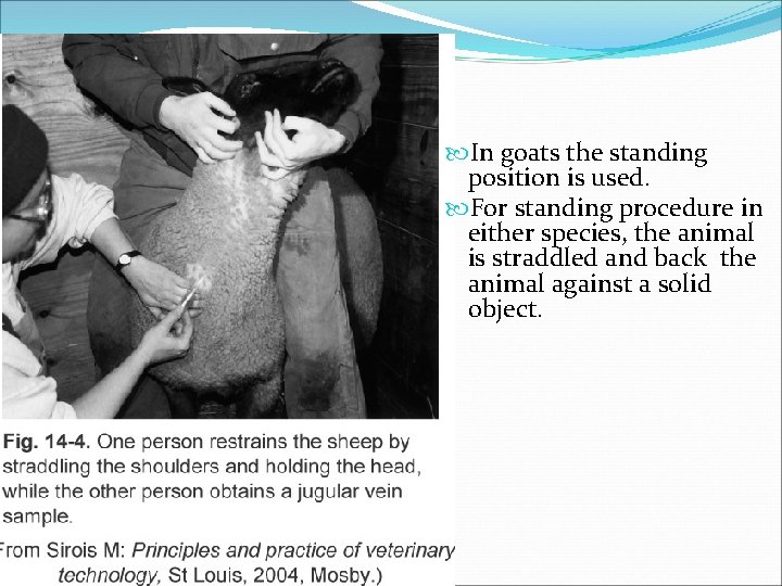  In goats the standing position is used. For standing procedure in either species,