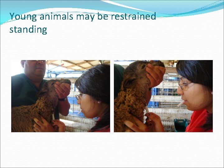 Young animals may be restrained standing 