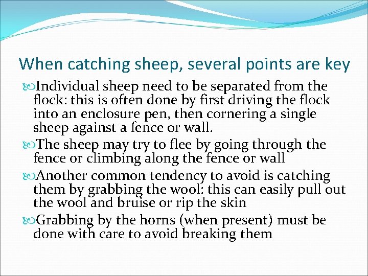 When catching sheep, several points are key Individual sheep need to be separated from