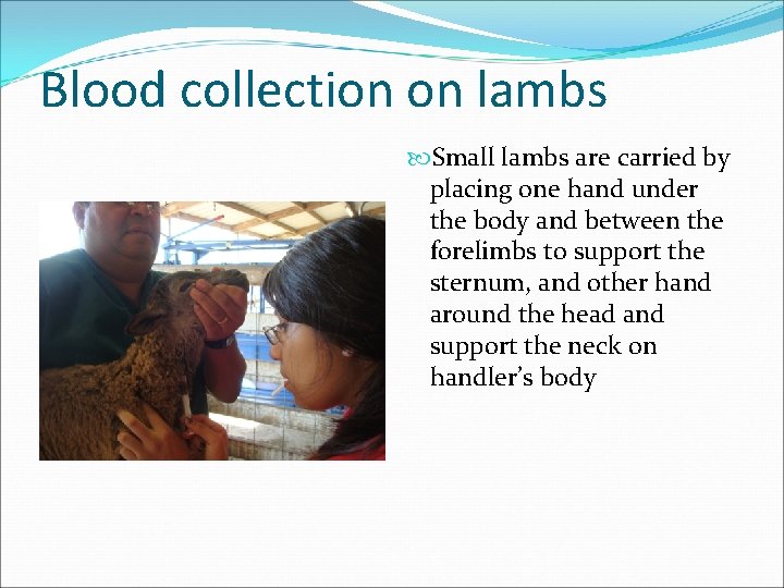 Blood collection on lambs Small lambs are carried by placing one hand under the