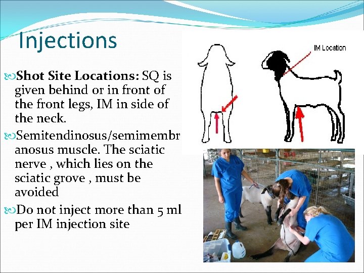 Injections Shot Site Locations: SQ is given behind or in front of the front