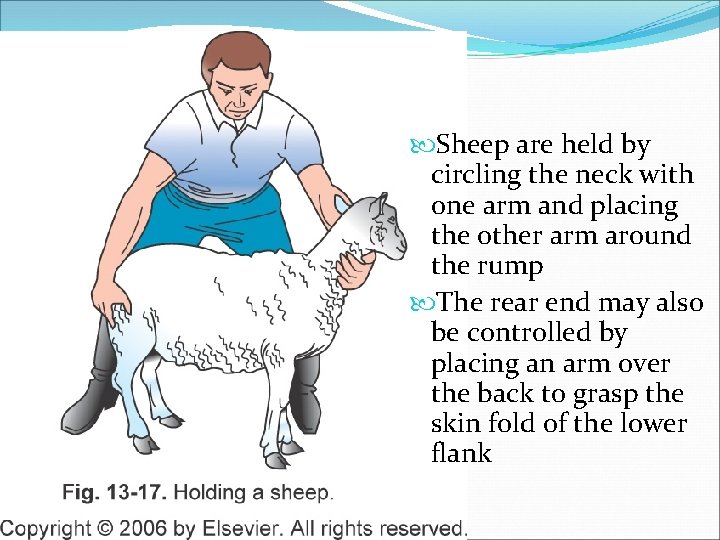  Sheep are held by circling the neck with one arm and placing the