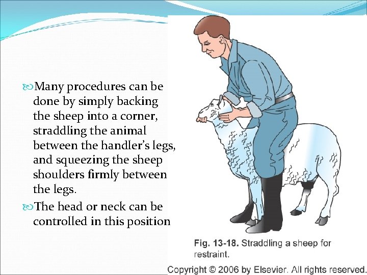  Many procedures can be done by simply backing the sheep into a corner,