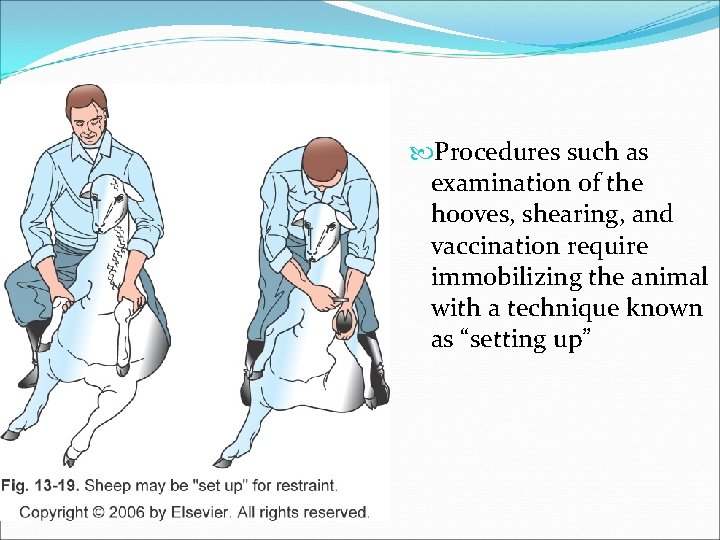  Procedures such as examination of the hooves, shearing, and vaccination require immobilizing the